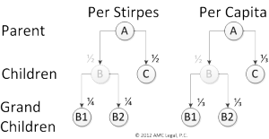 Stirpes-Capita